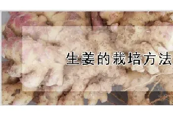 生姜的栽培方法