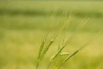 大麦种植时间和方法?