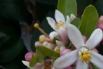 香水柠檬一年开几次花?香水柠檬形态特征与植物学史