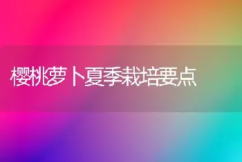 樱桃萝卜夏季栽培要点