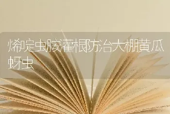 烯啶虫胺灌根防治大棚黄瓜蚜虫