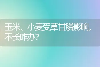 玉米、小麦受草甘膦影响,不长咋办?