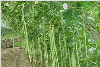 秋豆角种植时间和方法介绍