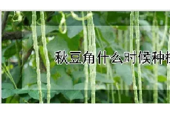 秋豆角什么时候种植