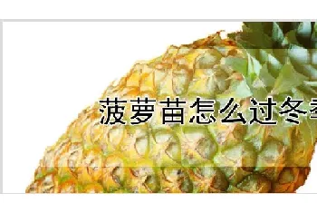 菠萝苗怎么过冬季