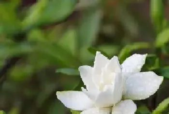 栀子花可以种在院子里吗?