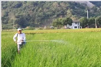 荸荠的田间管理要点