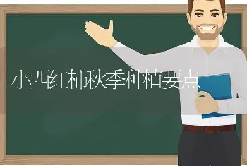 小西红柿秋季种植要点