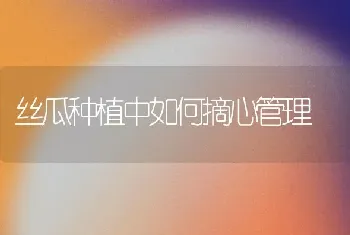 丝瓜种植中如何摘心管理