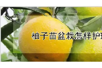 柚子苗盆栽怎样护理