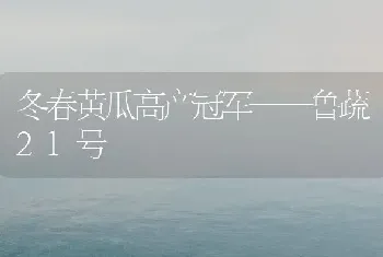 冬春黄瓜高产冠军——鲁蔬21号