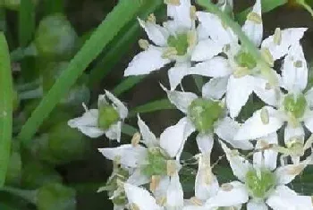 韭菜花一年开几次花?韭菜花形态特征与植物学史