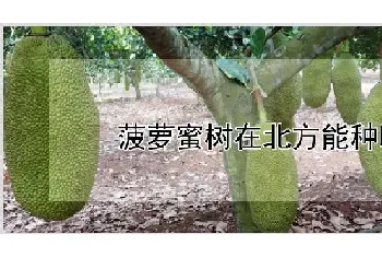 菠萝蜜树在北方能种吗