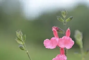 鼠尾草怎么醒花,鲜切鼠尾草的醒花方法?