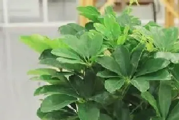 室内适合种什么植物?