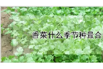 香菜什么季节种最合适