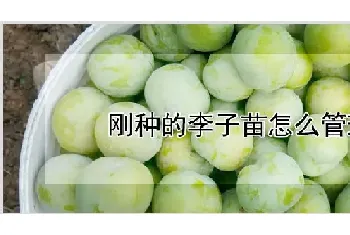 刚种的李子苗怎么管理