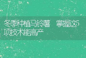 冬季种植马铃薯 掌握这5项技术能高产