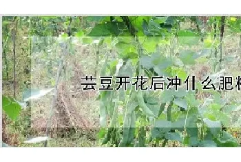 芸豆开花后冲什么肥料