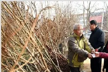 4月果树种植注意事项