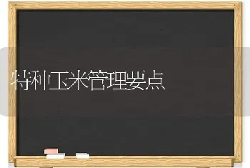 特种玉米管理要点