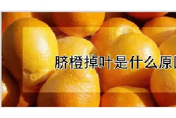 脐橙掉叶是什么原因