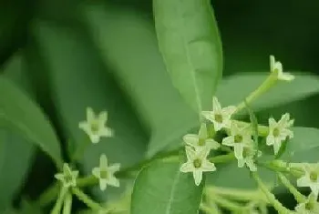 夜来香配土方法与种植土壤