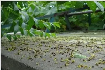 樱桃落花落果怎么办