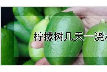 柠檬树几天一浇水