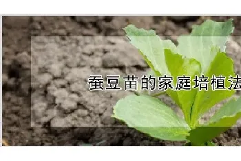 蚕豆苗的家庭培植法