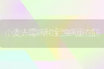 小麦赤霉病和全蚀病重在防