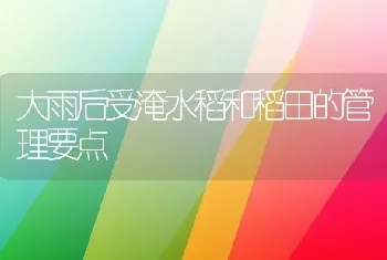 大雨后受淹水稻和稻田的管理要点