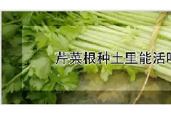 芹菜根种土里能活吗