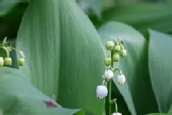 铃兰是多年生植物吗?