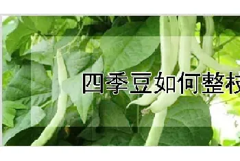 四季豆如何整枝