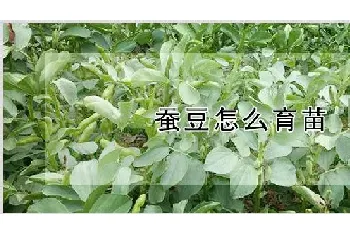 蚕豆怎么育苗