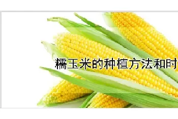 糯玉米的种植方法和时间