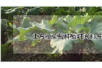 北方红菜苔种植时间和方法