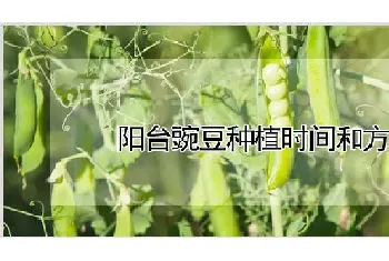 阳台豌豆种植时间和方法