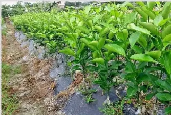 晚熟柑橘的栽植时间，什么时候栽植最好?