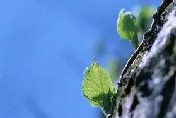 小草发芽的过程?