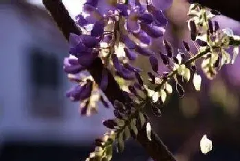 多花紫藤一年开几次花?多花紫藤形态特征与植物学史