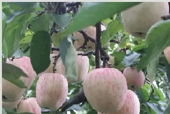 增加苹果产量需要掌握的种植技巧有哪些？