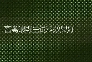 畜禽喂野生饲料效果好