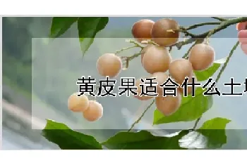 黄皮果适合什么土壤