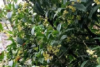 桂花可以淋雨吗,下雨天可以放外面淋雨吗?