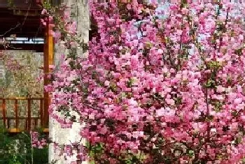 海棠树什么时候开花,花期多长时间?海棠树什么时候开花,的功效与作用