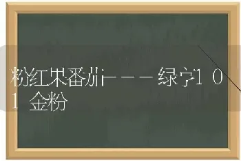 粉红果番茄---绿亨101金粉