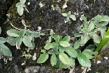 软肝草和铁甲草的区别?