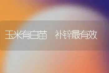 玉米有白苗 补锌最有效